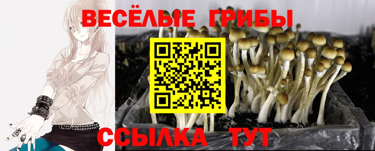 Десногорск  Галлюциногенные грибы Psilocybe  Вход с VPN 
